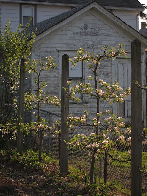 apple_espaliers_in_april_2