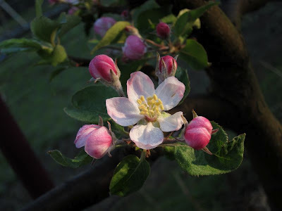 apple_espaliers_in_april_3