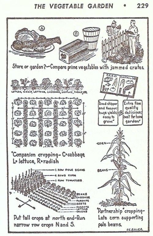 GardenMagicTheVegetableGardenIllus 001 (2)