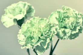 green carnation project