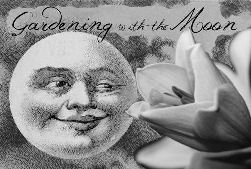 GardeningwiththeMoon copy