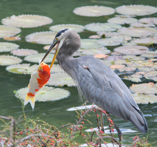 Rascally heron and koi (1)