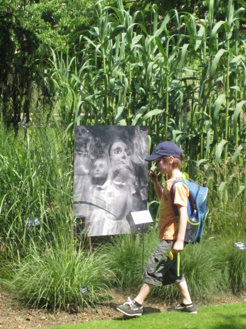 aliceinthegardencorn