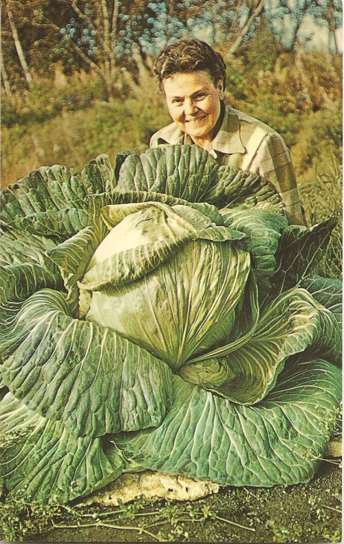 44 lb. Alaska Cabbage 001 (2)