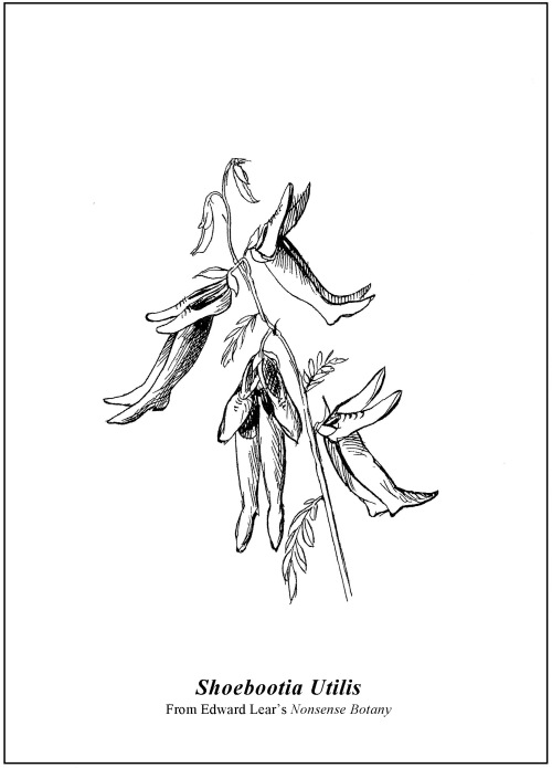 Edward Lear's Shoebootia Utilis