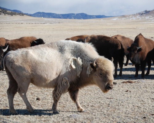 February - Bison at South Park
