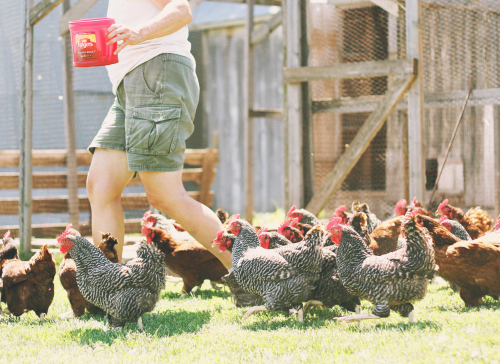 Dinnertime at Twyla and Kim's Earth Biscuit farm.