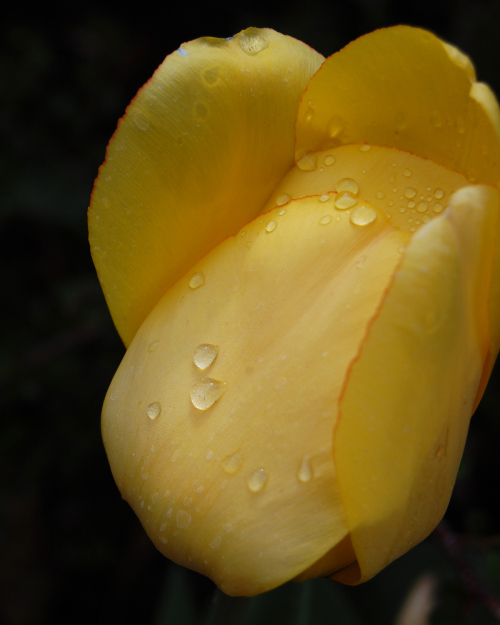 May Old North End tulip
