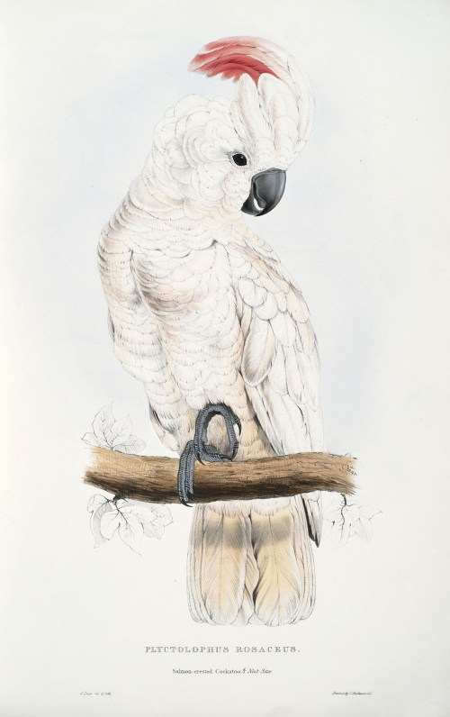 Salmon-crested cockatoo, Plyctolophus rosaceus