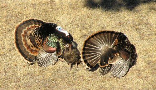 It seems here as if the toms are in competition for this hen.