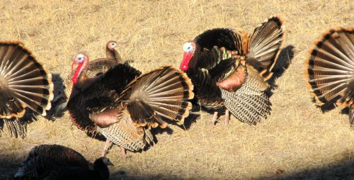 "Yes, we have wild turkeys on and around the ranch out here in Peyton! Tom"