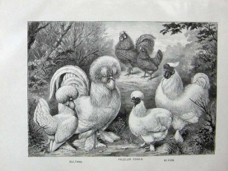 Frizzled Fowls, Silkies, Sultans from Wright's Book of Poultry 1902
