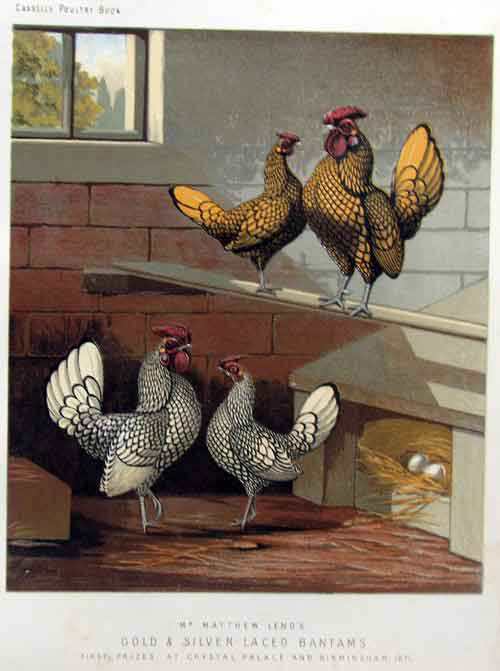 Gold and Silver Laced Sebright Bantams, from Wright's Book of Poultry