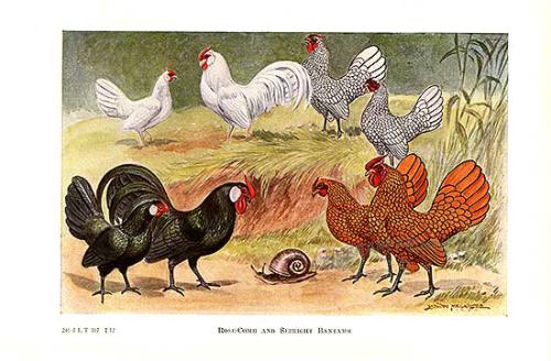 Rose-comb and Sebright Bantams from Poultry by Edwin Megargee