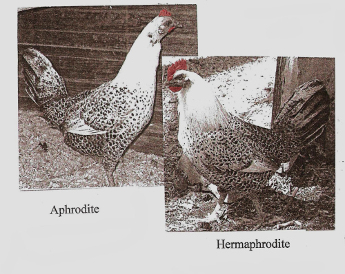 These are not the best photographs but they are untouched and they are of Aphrodite. The first one shows her undergoing her yearly molt, and the second is of the very-changed “hen” several years later. Photocopied from Greenwoman Zine, Issue #1.