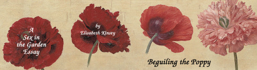 Poppies, John William Godward, 1912