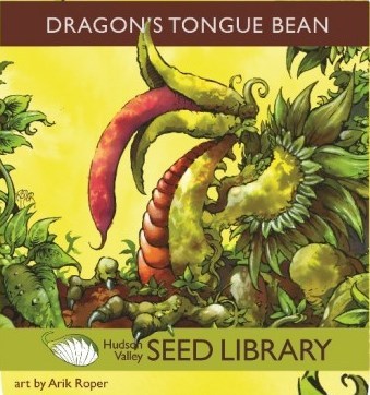 Dragon Tongue Beans from the Hudson Valley Seed Library