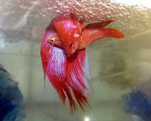 Betta splendens, spawning. From Wikimedia Commons.