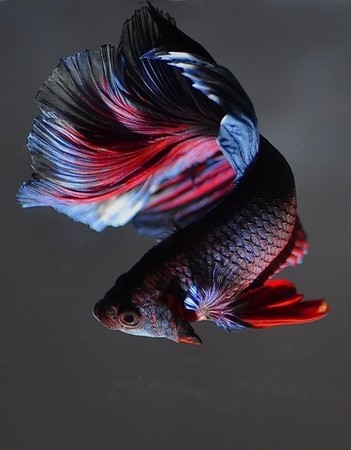 Betta splendens, image from 123RF