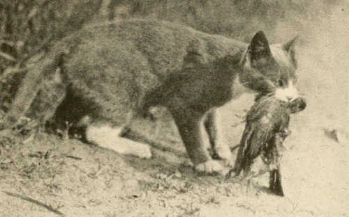 Image from WIkimedia Commons, 1916.  (There were more modern ones, but this was the least gruesome.)