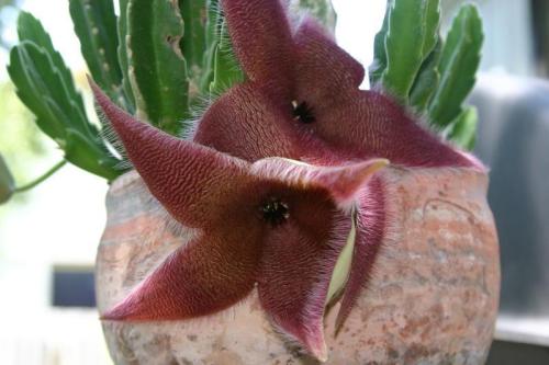 By Dave Whitinger (http://davesgarden.com/pf/showimage/80166/)  via Wikimedia Commons