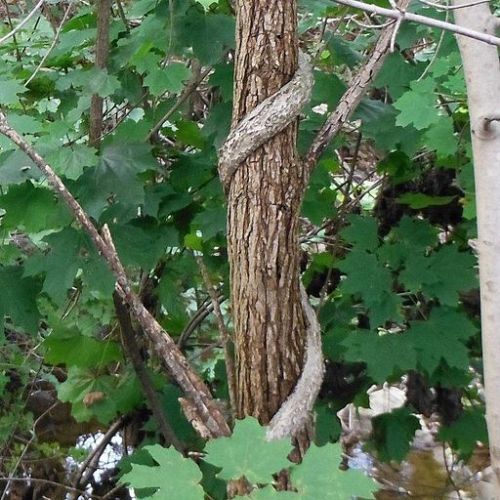 Oriental_bittersweet (2)