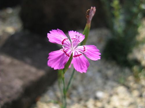 Dianthus microlepis by KENPEI, via Wikimedia Commons