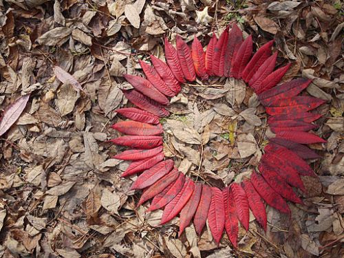 Sumac Leaf Circle by Rebecca Siegel via Wikimedia Commons