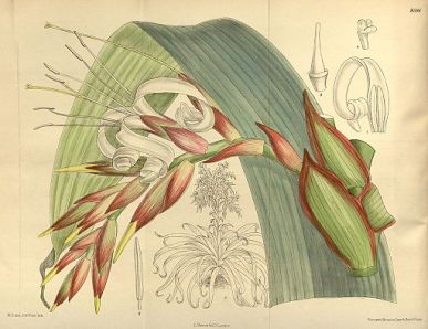 Tillandsia regina, Curtis's Botanical Magazine, London., vol. 141, 1915, via Wikimedia Commons 