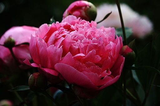 Image by Valentin Hintikka (Finland), via Wikimedia Commons