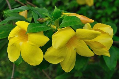 Allamanda by Biswarup Ganguly, via Wikimedia Commons.
