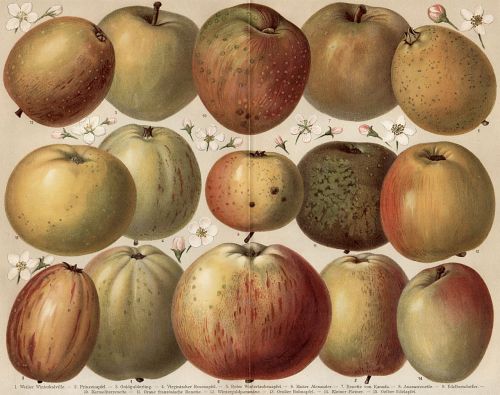 Apples_Apfelsorten_Diel-Lucas Image from the 6th edition of Meyers großem Konversationslexikon (1885–90), via Wikimedia Commons.