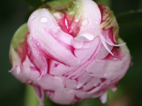 'Strawberry Swirl' peony; image by Hilary Hauck