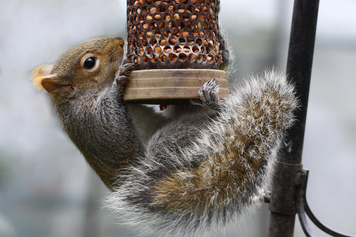 Squirrel by Tim Felce (Airwolfhound), via Wikimedia Commons (edited)
