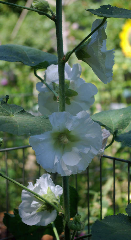 hollyhock_whitestalk_Hall