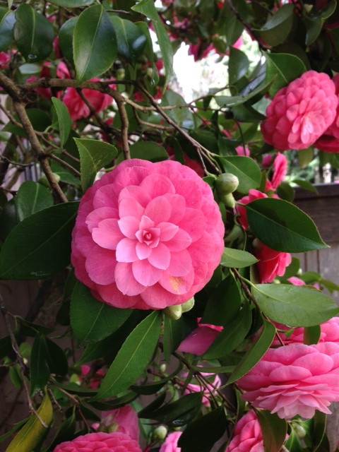 Knoll_camellia