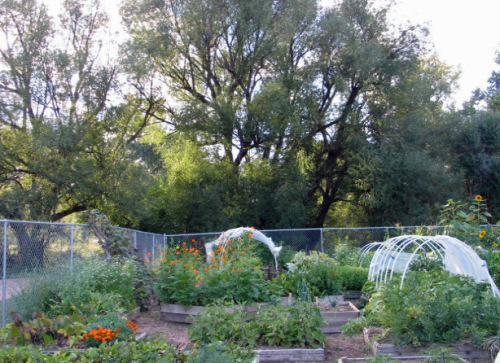 vermijo-garden-8-28-10-0051 (1)