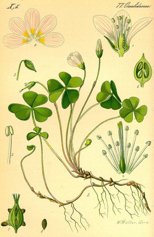 800px-Oxalis_acetosella_1885_crop