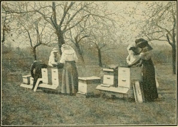 American_bee_journal_(2)_(17927931838)