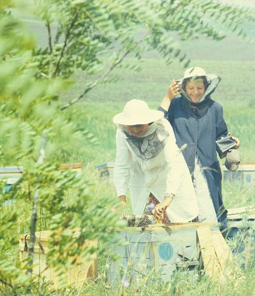 Apiary_in_the_village_Varatic_(80-ies)._(2)