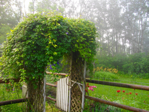 Bluebird Clematis in the garden