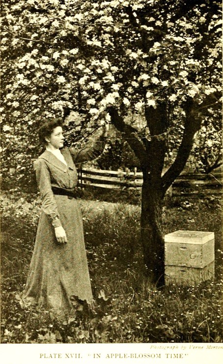 How_to_keep_bees_BHL18160755 (2)By Comstock, Anna Botsford [Public domain], via Wikimedia Commons