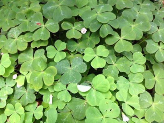 oxalis_Tricia_Knoll