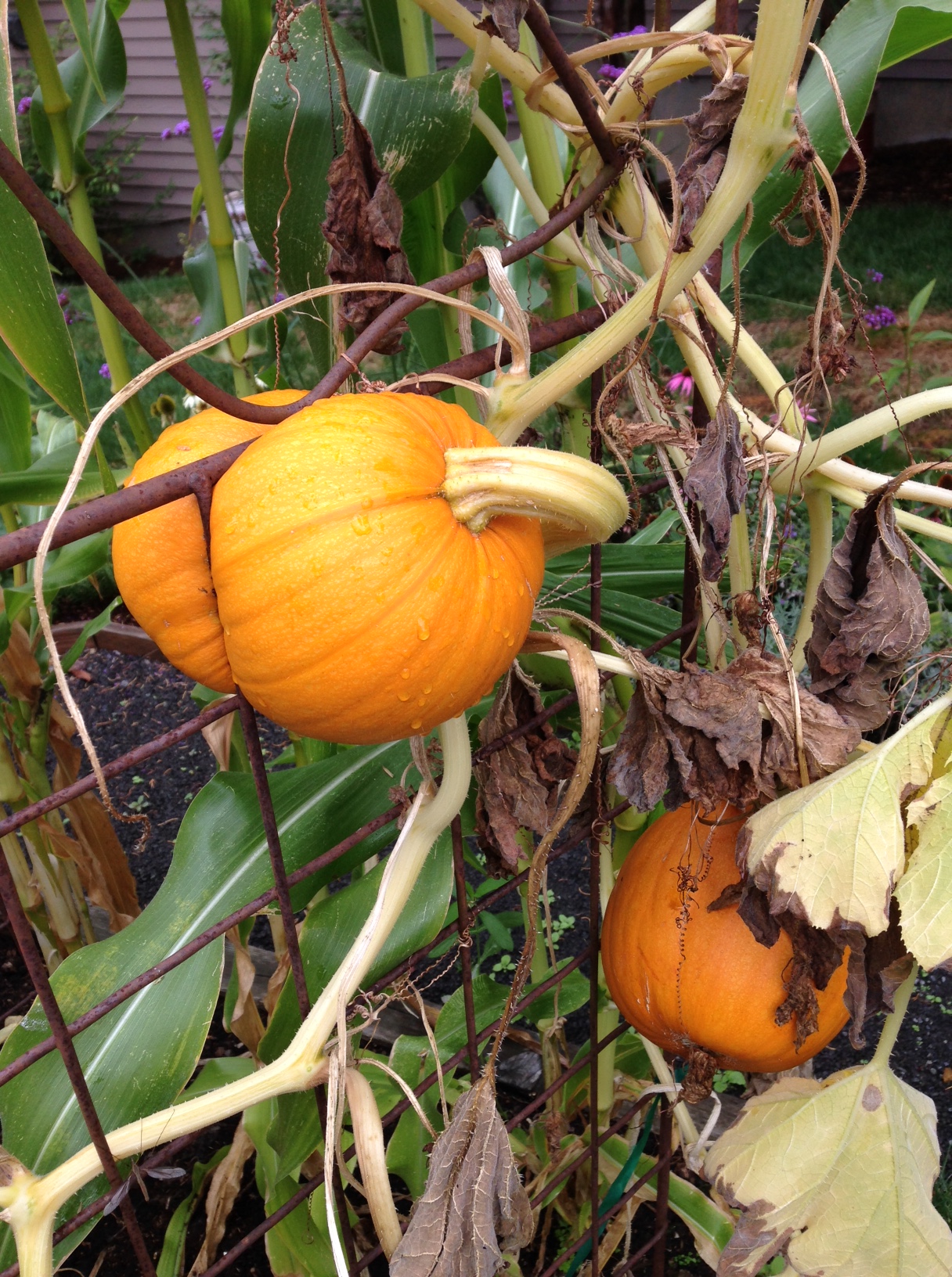 tricia-knoll-pumpkin-squeeze