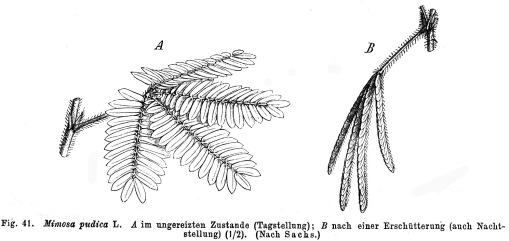 mimosa_pudica_taub41