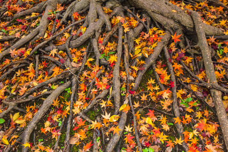 36866251 - yellow and red color leaves fallen on ground in autumn