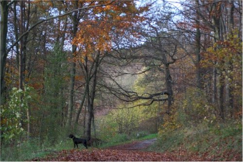 wendover_woods_in_autumn_-robertfirth