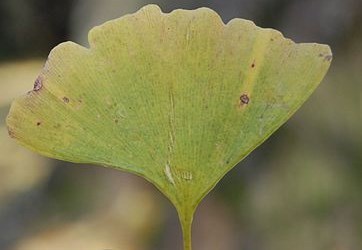 ginkovolcjipotok_09-2