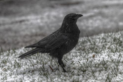 Annecy_-_Carrion_crow_under_snow_PierreSelim