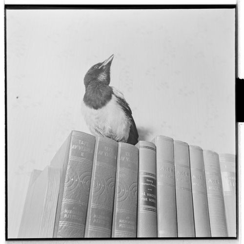 Arne F. Køpke - National Archives of Norway